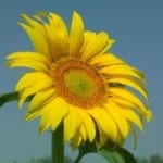 Sunflower image - FreeFoto.com